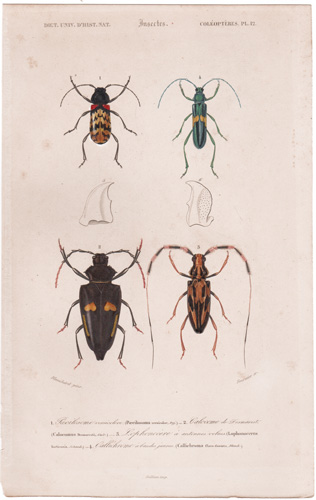 antique prints of beetles